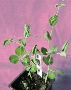 Milestone Herbicide Creates Killer Compost Image